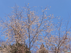 P1930544　花のように
