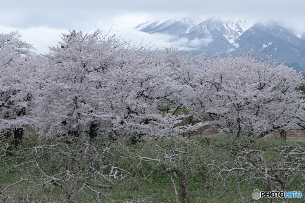 IMG_9813ac　北津軽の春