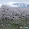 IMG_9813ac　北津軽の春