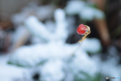 IMG_6706　鷲掴み