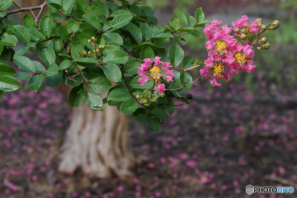 P1990787　遅咲き