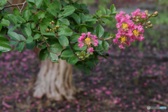 P1990787　遅咲き