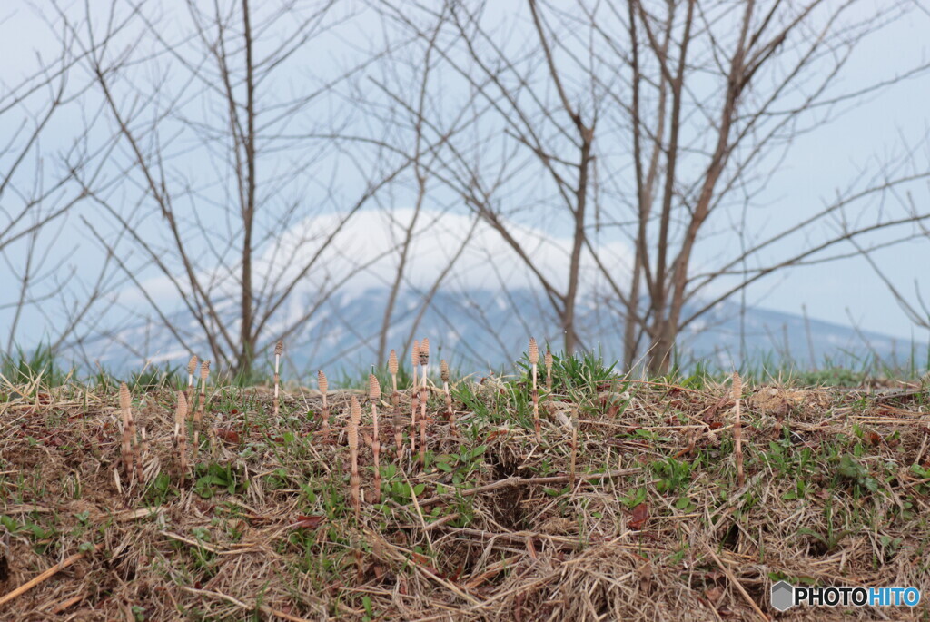 IMG_3139ac　朝の散歩写真００５