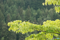 IMG_8923　ヤマボウシ