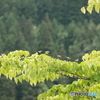 IMG_8923　ヤマボウシ