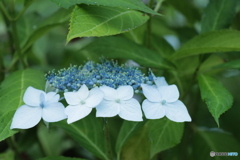 IMG_1578　整列