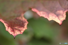 IMG_5782　薄化粧