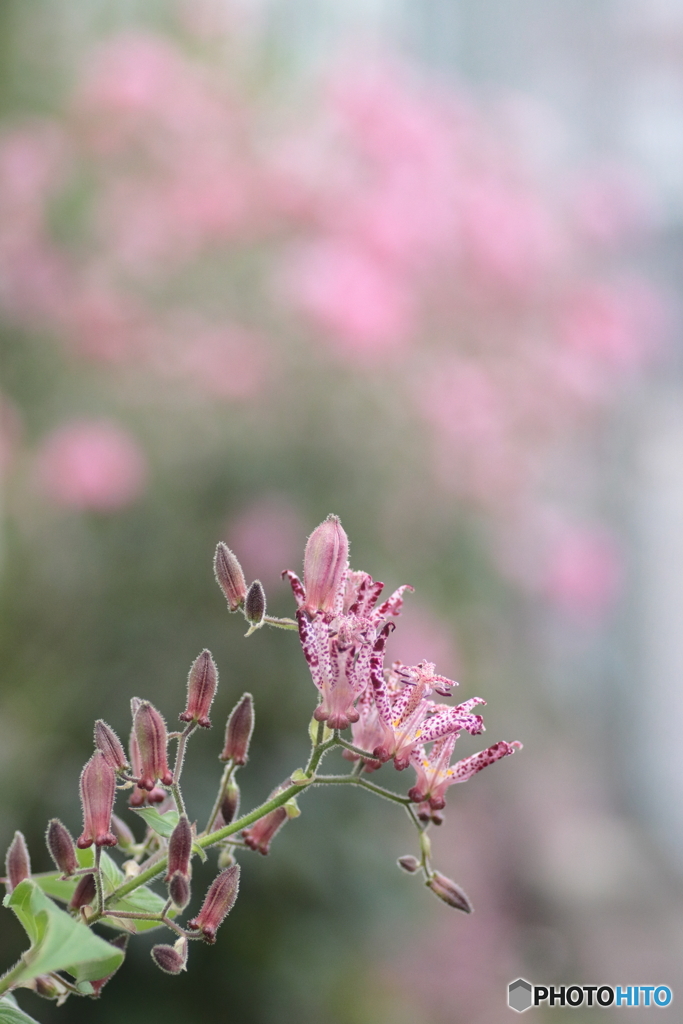 IMG_5051　庭に咲く　１７２