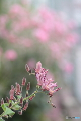 IMG_5051　庭に咲く　１７２