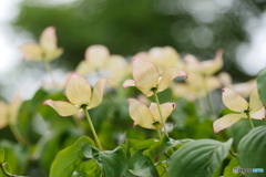 P1840870　爽風
