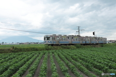 IMG_2887　今年も大豆