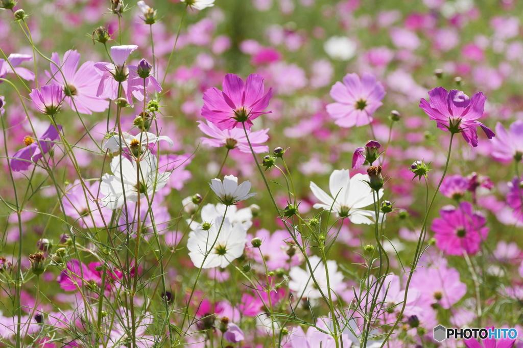 P2000788　コスモス