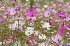 P2000788　コスモス
