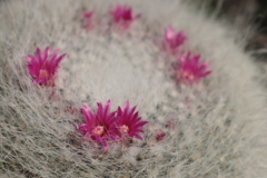 IMG_2133_1　サボテンの花