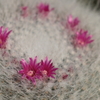 IMG_2133_1　サボテンの花