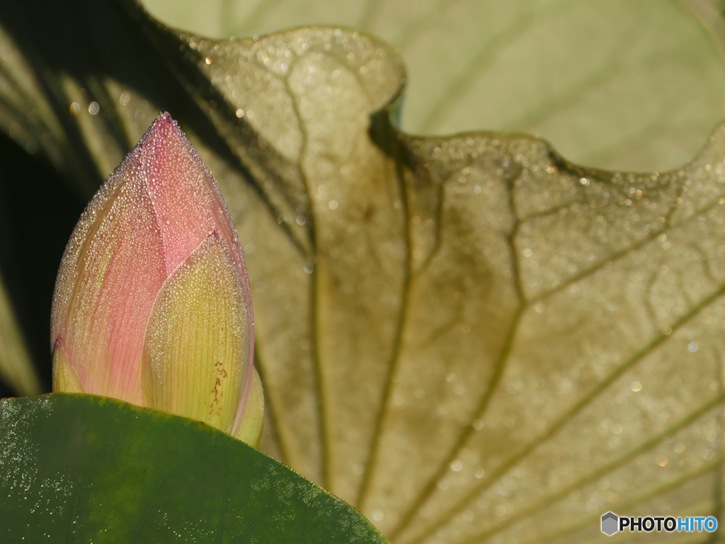 P1880078　朝から汗だく