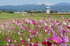 P2000781ac　稲刈り始まる