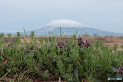 IMG_3127　朝の散歩写真００３
