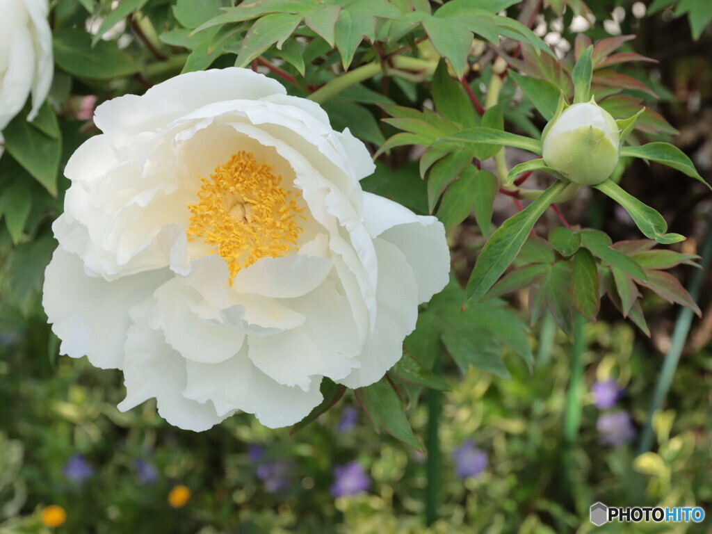 IMG_2776ac　庭に咲く１１７