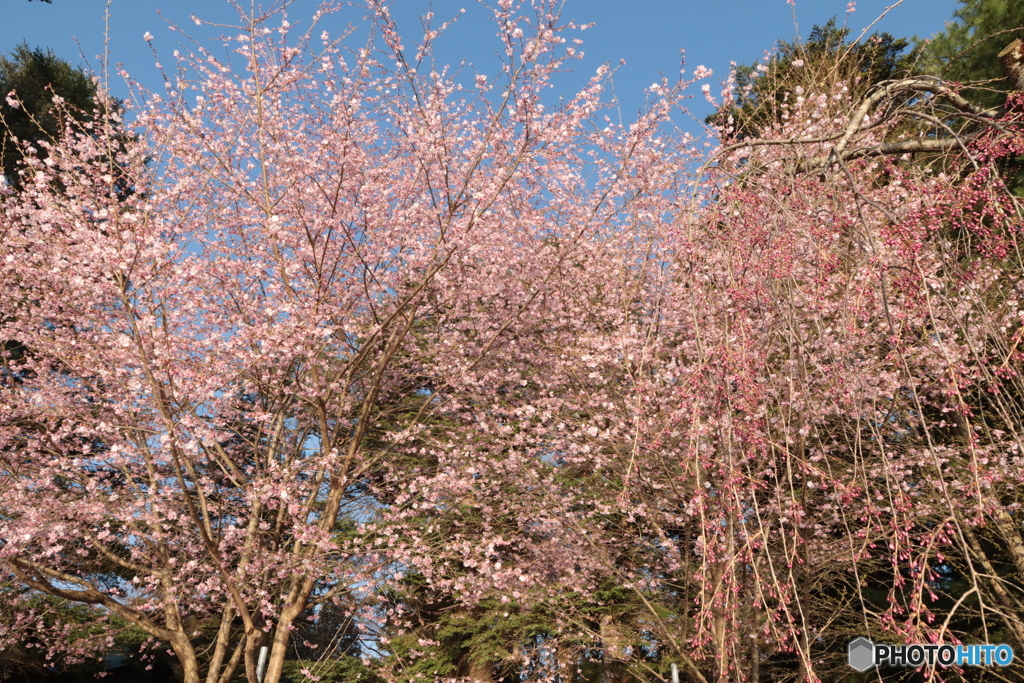 IMG_8552　ふたつの桜