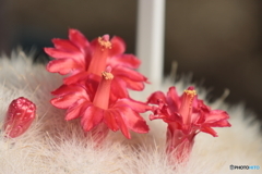 IMG_2131_1　サボテンの花