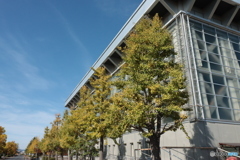 9745　イチョウ