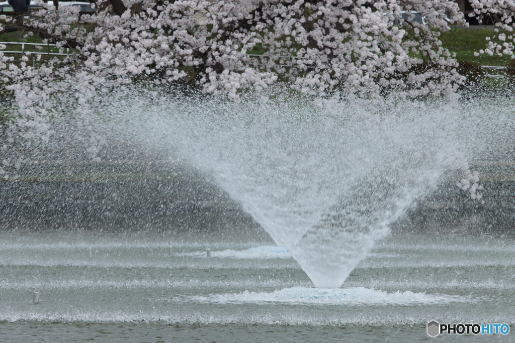 IMG_9058　小雨降る日に