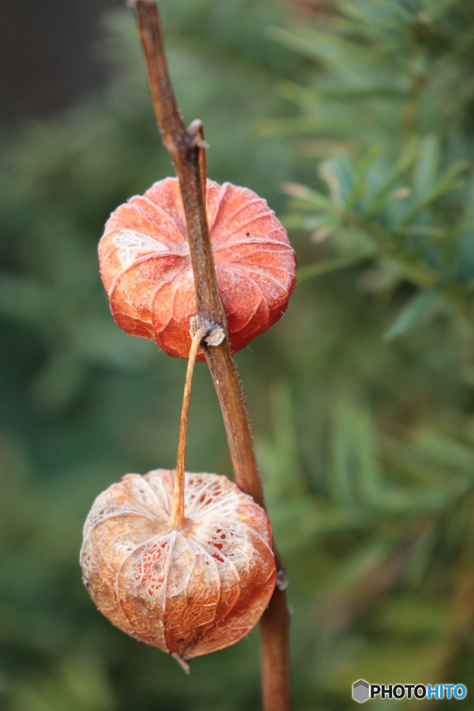 IMG_6405　薄っすらと