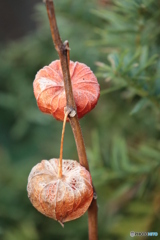 IMG_6405　薄っすらと