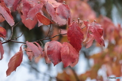 IMG_6305　ハナミズキ