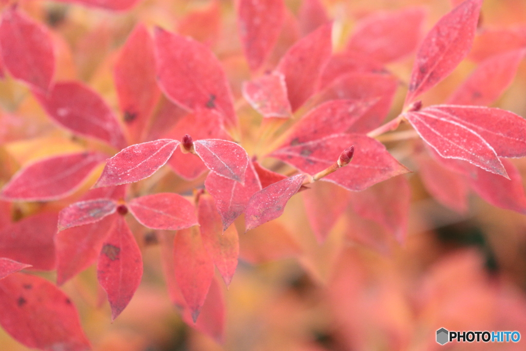 IMG_6390　白い縁取りとマッチ棒