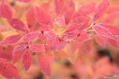 IMG_6390　白い縁取りとマッチ棒