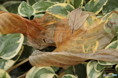 IMG_6337　雨に打たれて