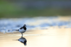 セグロセキレイ