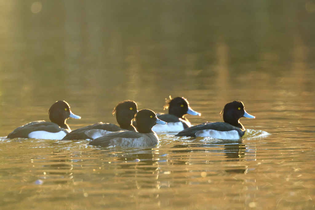 キンクロハジロ