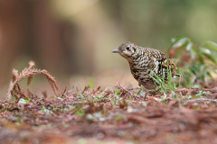 トラツグミ