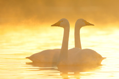 オオハクチョウ