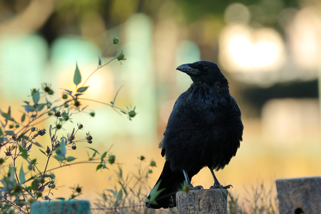 ハシボソガラス