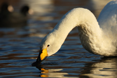 オオハクチョウ