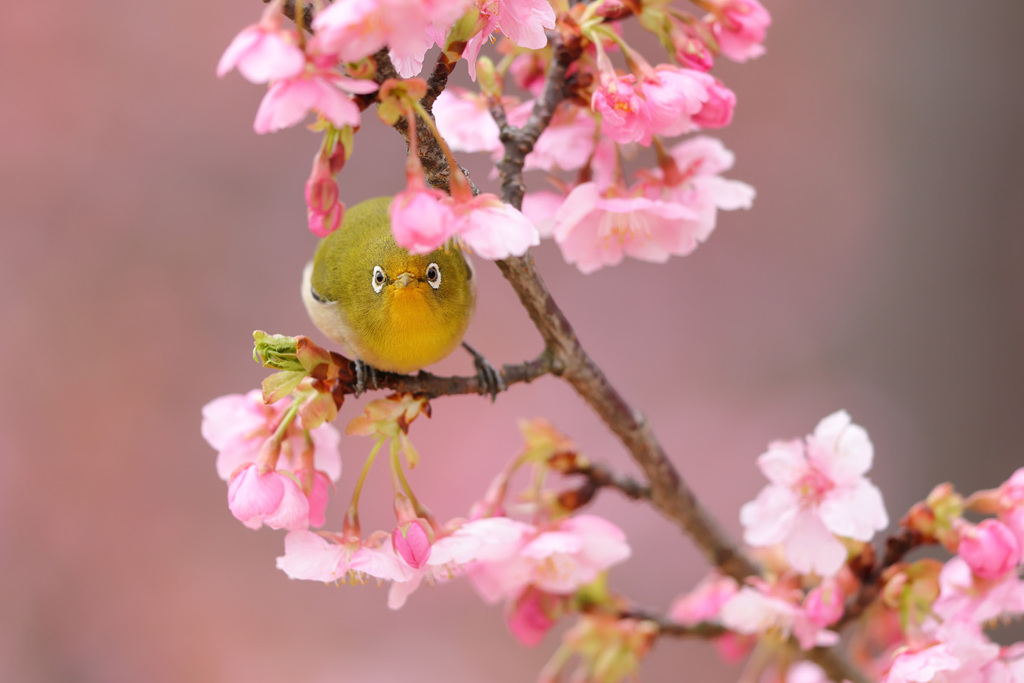 メジロ