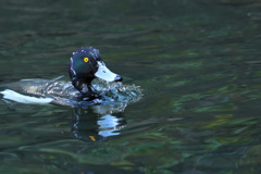 キンクロハジロ