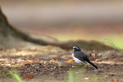 セグロセキレイ