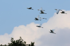 チュウサギ アマサギ