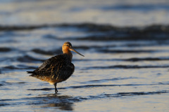 オオソリハシシギ