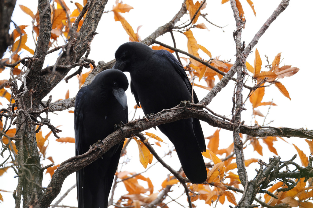 ハシブトガラス