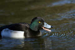 キンクロハジロ