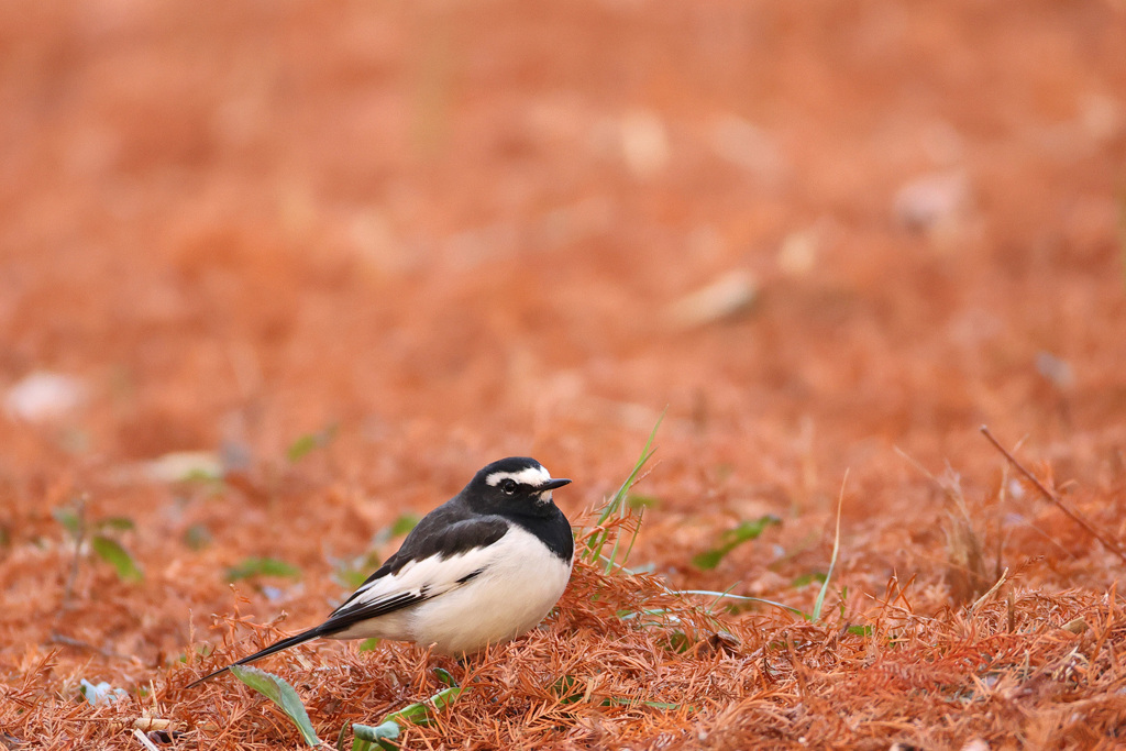 セグロセキレイ