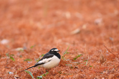 セグロセキレイ