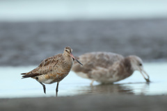 オオソリハシシギ