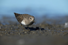 オジロトウネン